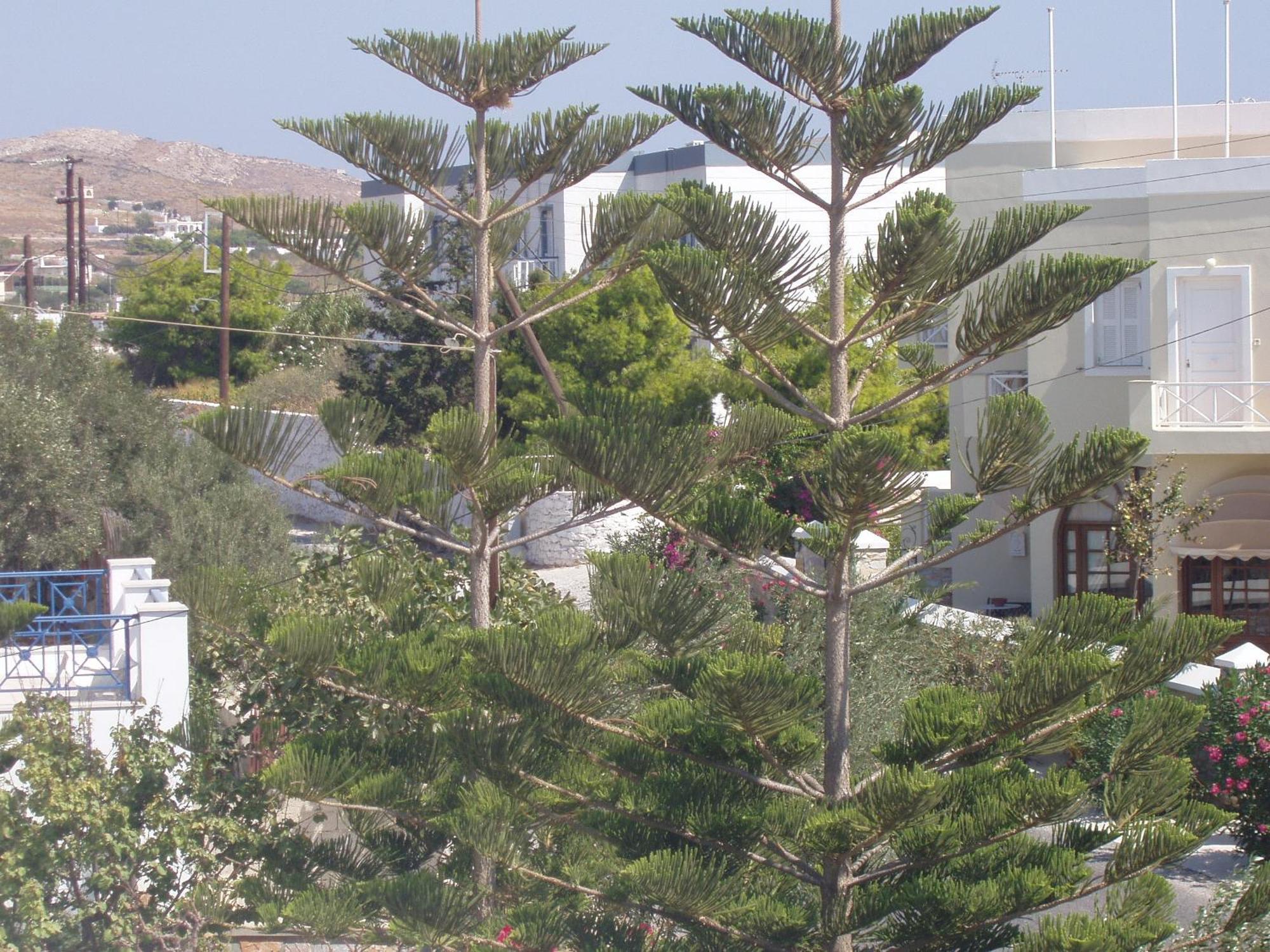 Manos Apartments Mégas Yialós-Nítes Exterior foto